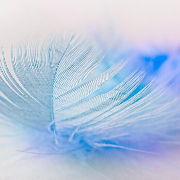 Plume SEO